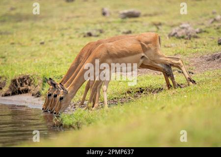 Tre femmine di impala comune (Aepyceros melampus) bevono dal fiume nel Parco Nazionale del Chobe; Chobe, Botswana Foto Stock