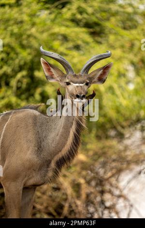 Osspecker a becco rosso (Buphagus erythrorhynchus) su giovani maschi grandi kudu (Tragelaphus strepsiceros) nel Parco Nazionale del Chobe; Chobe, Botswana Foto Stock