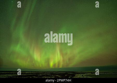 Aurora boreale o aurora boreale brillanti nel cielo di Churchill; Churchill, Manitoba, Canada Foto Stock