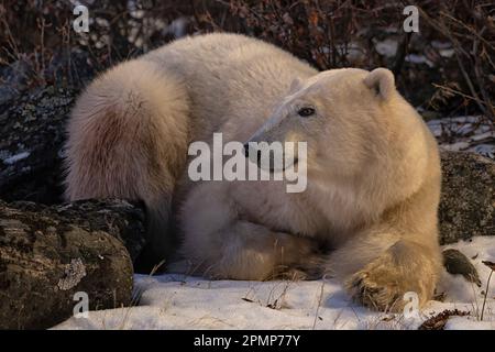 Orso polare (Ursus maritimus) che riposa sulle rive della Baia di Hudson; Churchill, Manitoba, Canada Foto Stock