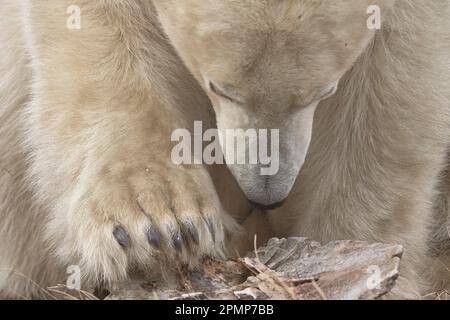 Primo piano di un orso polare (Ursus maritimus) testa e zampe, scavalcando la riva della baia di Hudson; Churchill, Manitoba, Canada Foto Stock