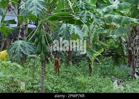 Un albero di Papaya con i frutti verdi di Papaya crescenti e le foglie in una piccola fattoria coltivata nel cortile Foto Stock