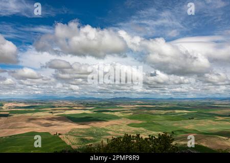 Vista del vasto paesaggio in una splendida giornata primaverile con vista sui fertili campi agricoli della zona di Palouse dallo Steptoe Butte State Park ... Foto Stock