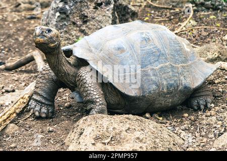 Le isole Galápagos hanno messo in pericolo le tartarughe giganti nel loro ambiente naturale Foto Stock