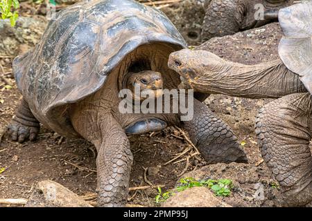 Le isole Galápagos hanno messo in pericolo le tartarughe giganti nel loro ambiente naturale Foto Stock