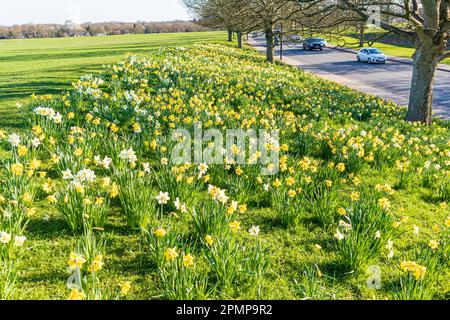 Daffodils in primavera accanto a una strada a Roundhay, Leeds, Yorkshire, Inghilterra UK Foto Stock