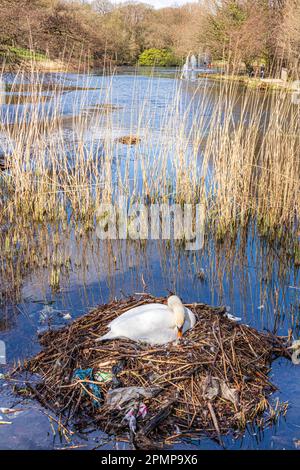 Un nido di cigno contenente plastica e lettiera urbana sul lago superiore a Roundhay Park, Leeds, Yorkshire, Inghilterra UK Foto Stock