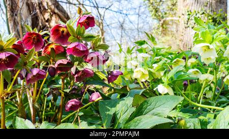 Bianco e borgogna ellebore primo piano in ambiente naturale. I primi fiori della rosa di Natale crescono nel giardino primaverile tra gli alberi. SPR Foto Stock