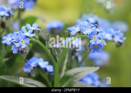 Fioritura Forget-Me-Nots. Forget-Me-non fiore in natura Foto Stock