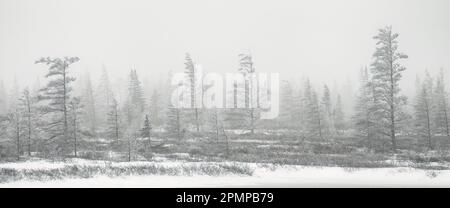 Foresta boreale in una bufera di neve, creando una splendida opera d'arte panoramica; Churchill, Manitoba, Canada Foto Stock