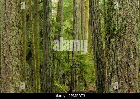 Primo piano di tronchi di alberi e fogliame muschiati nella lussureggiante e verde foresta pluviale sull'isola di Vancouver; Port Renfrew, British Columbia, Canada Foto Stock