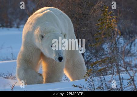 Orso polare (Ursus maritimus) che cammina sulla neve tra cespugli; Churchill, Manitoba, Canada Foto Stock