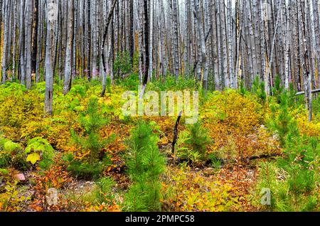 Alberi bruciati con un lussureggiante sottobosco verde, Waterton Lakes National Park; Waterton, Alberta, Canada Foto Stock