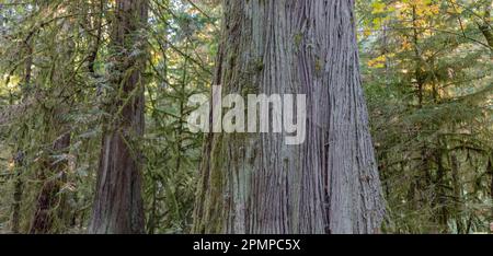 Dettaglio ravvicinato di muschio e corteccia di alberi su un albero in una vecchia foresta chiamata Cathedral Grove nel MacMillan Provincial Park sull'isola di Vancouver, British Columbia... Foto Stock