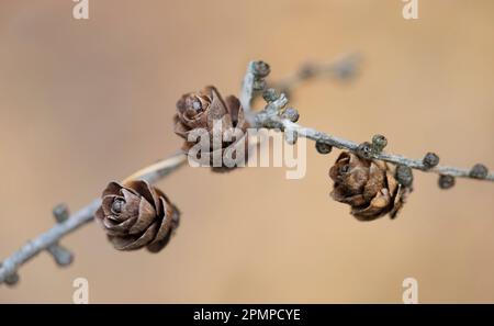 Tre piccole pinne che crescono da uno stelo vegetale; Ottawa Valley, Ontario, Canada Foto Stock