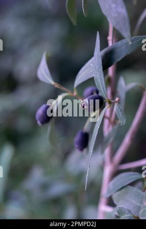Piccoli frutti della Murta. Myrceugenia glaucescens Foto Stock