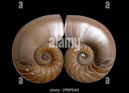 Sezione trasversale del guscio nautilus tagliata per rivelare gli scomparti; studio Foto Stock