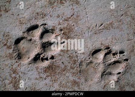 Due impronte di zampe nel fango del parco nazionale di Yellowstone, Wyoming, Stati Uniti d'America Foto Stock