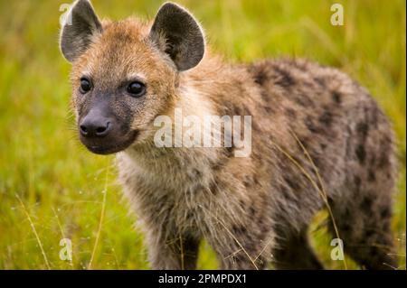 Ritratto di una giovane Hyena; Masai Mara, Kenya Foto Stock