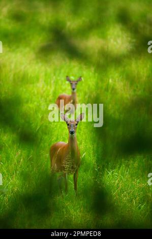 Cervo dalla coda bianca (Odocoileus virginianus) in piedi in erba, incorniciato dal fogliame, nella baia di Cades del Great Smoky Mountains National Park, Tennessee, Stati Uniti Foto Stock