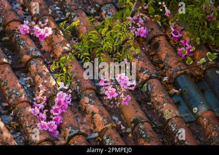 Fiori di vite a tromba rosa (Campsis) su un tetto piastrellato; valle del fiume Douro, Portogallo Foto Stock