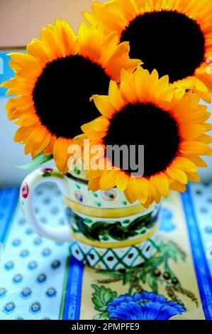 Girasoli in vaso; Vence, Cote d'Azure, Francia Foto Stock