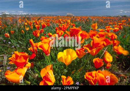 Campo di un'abbondanza di papaveri (Eschscholzia californica) che crescono selvaggi in primavera; Lancaster, California, Stati Uniti d'America Foto Stock