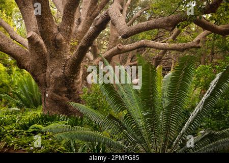 Grandi alberi e vegetazione lussureggiante in un giardino botanico di città del Capo; città del Capo, Sud Africa Foto Stock