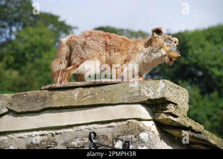 Festival dello Scarecrow a Kettlewell nel Parco Nazionale Yorkshire Dales (2010) Foto Stock