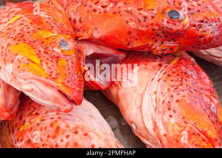 Pesce fresco pescato e dai colori vivaci sull'isola di Santa Cruz; l'isola di Santa Cruz, le isole Galapagos, Ecuador Foto Stock