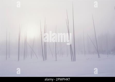 Alberi sterili in un paesaggio invernale, parco nazionale di Yellowstone; Stati Uniti d'America Foto Stock