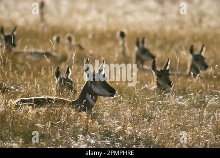 Branco di antilopi del Pronghorn (Antilocapra americana) a riposo in un campo erboso, Lamar Valley, Yellowstone National Park, Wyoming, Stati Uniti Foto Stock