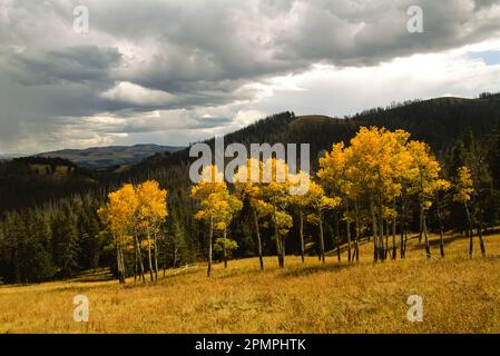 Autunno lungo Blacktail Plateau Drive, guardando a sud verso Absaroka Range, Yellowstone National Park, Wyoming, Stati Uniti; Wyoming, Stati Uniti d'America Foto Stock