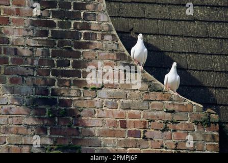 Due piccioni si trovano sul bordo di un muro di mattoni; Middleton Place, Carolina del Sud, Stati Uniti d'America Foto Stock