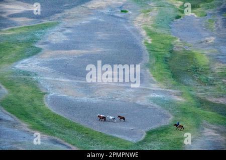 Pastore mongolo nomade con cavalli nelle pianure del deserto del Gobi; Mongolia Foto Stock