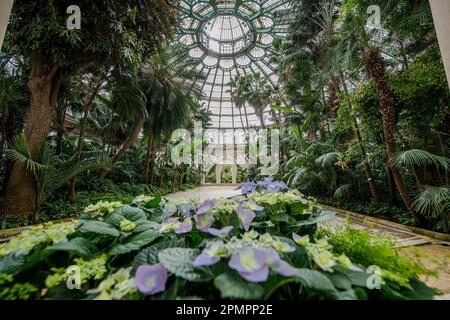 Bruxelles, Belgio. 14th Apr, 2023. L'illustrazione mostra una vista interna della serra durante una visita stampa alle serre del castello reale di Laken/Laeken, Bruxelles, prima dell'apertura al pubblico, venerdì 14 aprile 2023. Le serre possono essere visitate durante tre settimane. BELGA FOTO JONAS ROOSENS Credit: Agenzia Notizie Belga/Alamy Live News Foto Stock