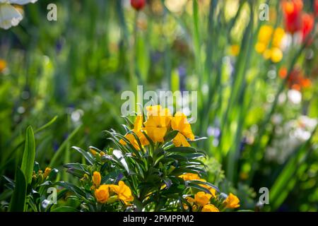 Erysimum cheiri, comunemente noto come wallflower, sotto il sole primaverile Foto Stock