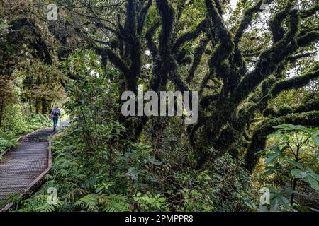 Tronchi ritorti di alberi di kamahi nella 'Foresta Goblin', Parco Nazionale di Egmont, Isola del Nord, Nuova Zelanda Foto Stock