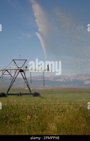 Un sistema di irrigazione a perno centrale spruzza acqua su un campo di grano, le Montagne Rocciose sullo sfondo, appena a nord di Augusta, MT. Foto Stock