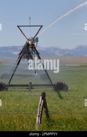 Un sistema di irrigazione a perno centrale spruzza acqua su un campo di grano, le Montagne Rocciose sullo sfondo, appena a nord di Augusta, MT. Foto Stock