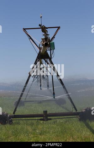 Un sistema di irrigazione a perno centrale spruzza acqua su un campo di grano, le Montagne Rocciose sullo sfondo, appena a nord di Augusta, MT. Foto Stock