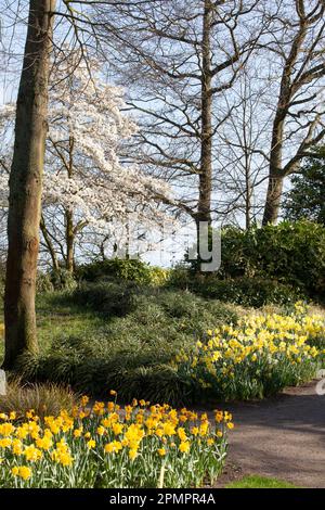 Amsterdam, Paesi Bassi, 23 marzo 2023: È iniziata l'apertura annuale dei giardini di Keukenhof, con bulbi primaverili tra cui molte varietà Foto Stock