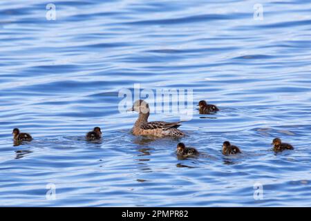 Wigeon eurasiatica / europea widgeon (Mareca penelope / Anas penelope) nuoto femminile con pulcini in stagno in estate, Islanda Foto Stock