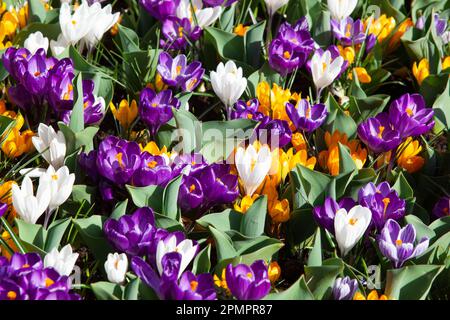 Amsterdam, Paesi Bassi, 23 marzo 2023: È iniziata l'apertura annuale dei giardini di Keukenhof, con bulbi primaverili tra cui quelli densamente piantati tu Foto Stock