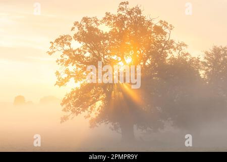 Sole che splende attraverso il fogliame di quercia comune / quercia peduncola / quercia europea / quercia inglese (Quercus robur) nella nebbia di mattina presto all'alba / alba Foto Stock