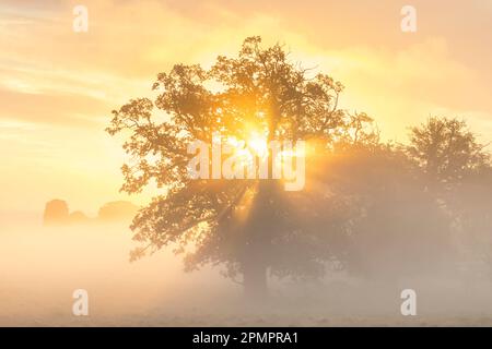 Sole che splende attraverso il fogliame di quercia comune / quercia peduncola / quercia europea / quercia inglese (Quercus robur) nella nebbia di mattina presto all'alba / alba Foto Stock