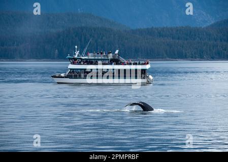 I turisti in una barca per l'avvistamento delle balene ammirano un trematode delle megattere (Megaptera novaeangliae) nel passaggio interno vicino a Juneau, Alaska, Stati Uniti Foto Stock