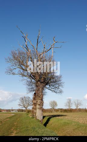 Albero accanto alla fossa a bordo dei campi, Suffolk, Inghilterra, Regno Unito Foto Stock