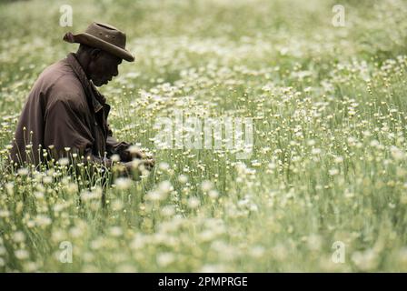 Uomo seduto in un campo di Matricaria chamomilla, comunemente noto come camomilla; Ruanda Foto Stock