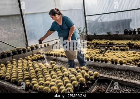 Donna in un'azienda in crescita di cactus sta annaffiando file di piante di cactus; Matehuala, Messico Foto Stock